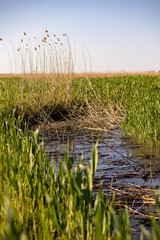 Obraz premium dry reeds and grass on the river
