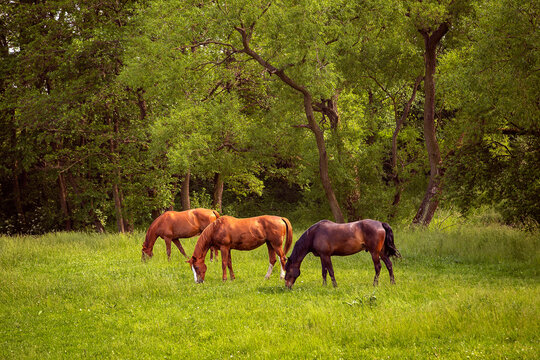 Ferma Bilder Durchsuchen 1,806 Archivfotos, und Videos