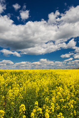 Obraz premium Blooming yellow field against the sky with clouds, with a shallow depth of field