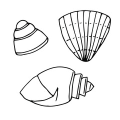 Set of seashells, vector illustration, doodles, hand drawn