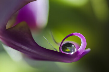 Macro Orchid bloom - water drop