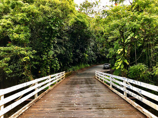 Breathtaking nature landscape scenery with tropical lush rainforest or jungle with tall trees,...