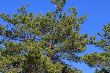 Fototapeta na wymiar The upper part of the pine tree against the blue sky