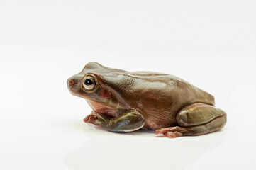 Dumpy frog on a leaf