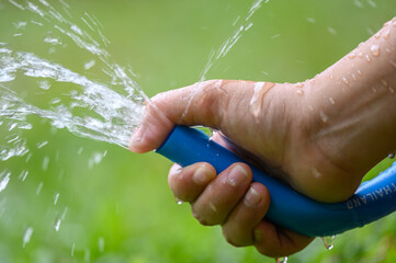 Hand holding blue water hose and watering to the plant in outdoor garden. Gardening...