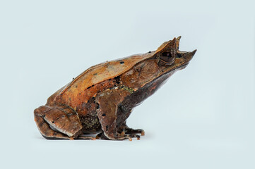 Horned frog on white background