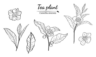 Set of branches, leaves and flowers of a tea plant.Silhouettes of branches and leaves of a tea bush.Skcetch of tea leaves. Botanical illustration.