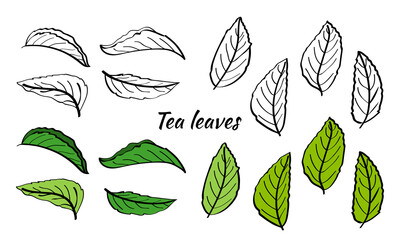 Set of tea plant branches and leaves.Silhouettes of branches and leaves of a tea bush.Skcetch of tea leaves. Botanical illustration.