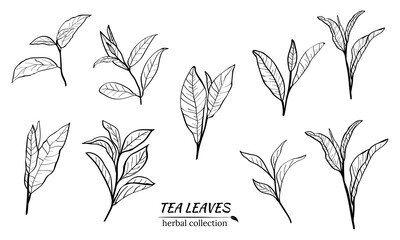 Set of tea plant branches and leaves.Silhouettes of branches and leaves of a tea bush.Skcetch of tea leaves. Botanical illustration.