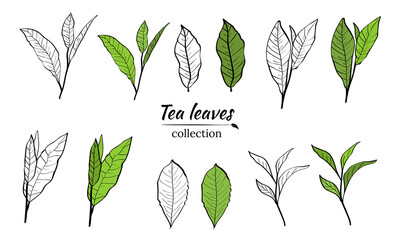 Set of tea plant branches and leaves.Silhouettes of branches and leaves of a tea bush.Skcetch of tea leaves. Botanical illustration.