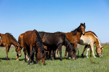 horses and foals in nature