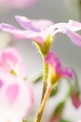 ピンク色のゼラニウムの花をクローズアップで撮影。
柔らかな光に照らされて。花言葉は「決心」、「決意」