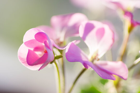 ゼラニウム Images Browse 3 418 Stock Photos Vectors And Video Adobe Stock