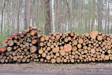 Stack of logs of old trees cut and sawn in the wood and piled for transportation in Europe