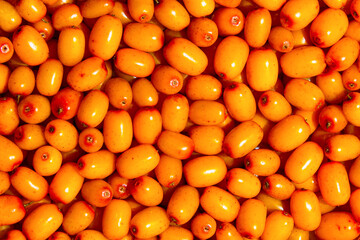 Juicy, ripe, organic sea buckthorn berries for good immunity. Berry background.