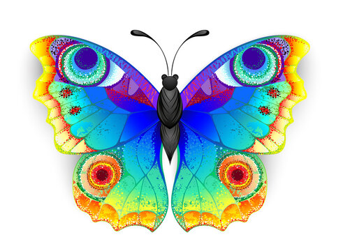Rainbow butterfly peacock eye