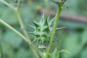 fruits of Datura ferox that grow wild