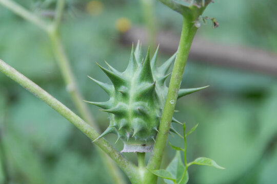fruits of Datura ferox that grow wild