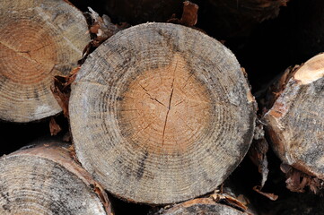 Stack of logs of old trees cut and sawn in the wood and piled for transportation in Europe