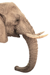 elephant head isolated on white background