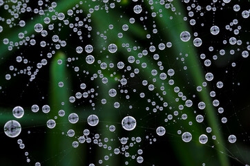 Spider web and water drops