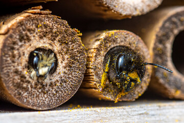 A furry bee (Anthophora plumipes) looking out of a bamboo stick of our insect-hotel.  Its...