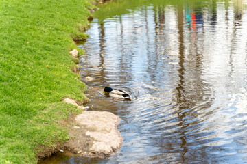 Duck in the river near the shore eating food in the water