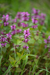 Photo of purple spring flowers.
