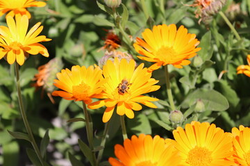 Fototapeta premium Bee on yellow flowers