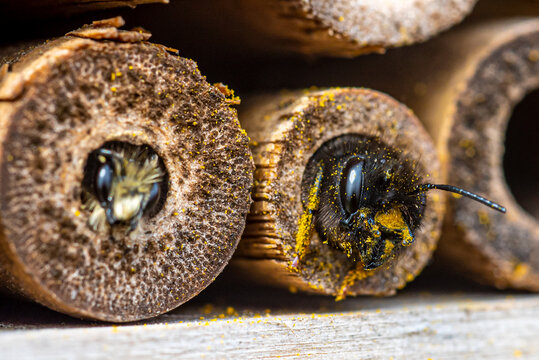 A furry bee (Anthophora plumipes) looking out of a bamboo stick of our insect-hotel.  Its neighbour, a mason bee (Osmia bicornis) is as well inspecting a bamboo stick.