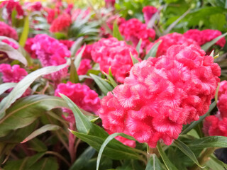 Pink cockscomb flowers blooming in nature garden