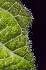 Macro photography of leaf