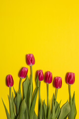 Fresh pink tulip flowers and copy space on yellow paper