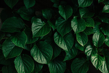 Dark green leaves background of Hydrangea macrophylla, Beautiful leaf pattern texture, Nature background, A species of flowering plant in the family Hydrangeaceae.