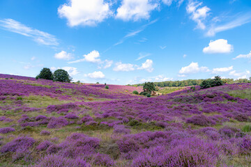 Flowering Calluna vulgaris (common heather, ling, or simply heather) under blue sky and white fluffy clouds, Purple flowers on the hilly side field, Posbank, Veluwezoom National Park, Netherlands.