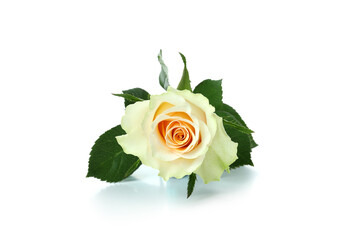 Fototapeta premium Beautiful rose flower isolated on white background