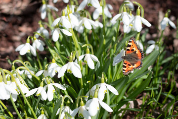 Sweet snowdrop flowers in spring with small tortoiseshell butterfly