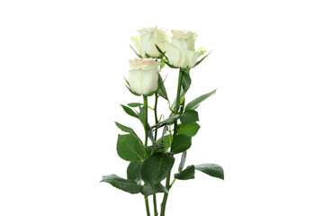 Obraz premium Beautiful roses flowers isolated on white background
