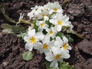 white primrose in the garden