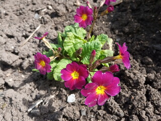 purple primrose in the garden
