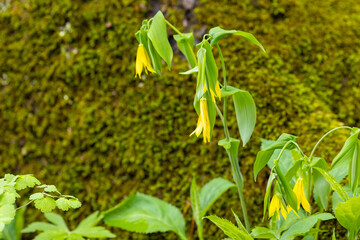 Yellow Large Flowered Bellwort Wildflowers