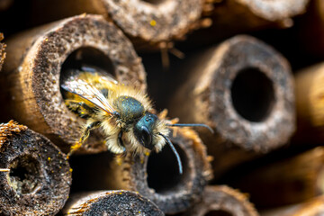 A wild bee checking the nesting facilities of our insect-hotel.