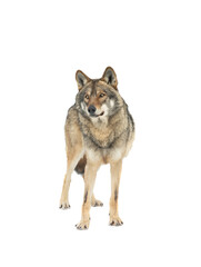 Obraz premium Gray wolf stands on the snow isolated on white background
