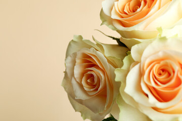 Beautiful roses on beige background, close up