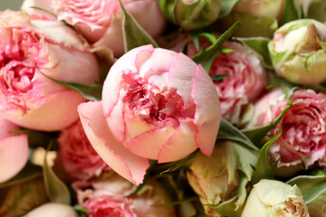 Beautiful pink roses on whole background, close up