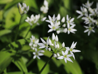 Wild garlic flowers. Allium ursinum.