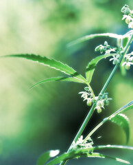 Close up of hemp (cannabis) growing plant