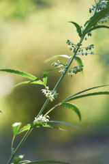 Close up of hemp (cannabis) growing plant