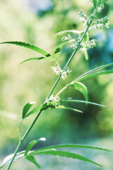 Close up of hemp (cannabis) growing plant