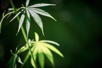 Close up of hemp (cannabis) growing plant
